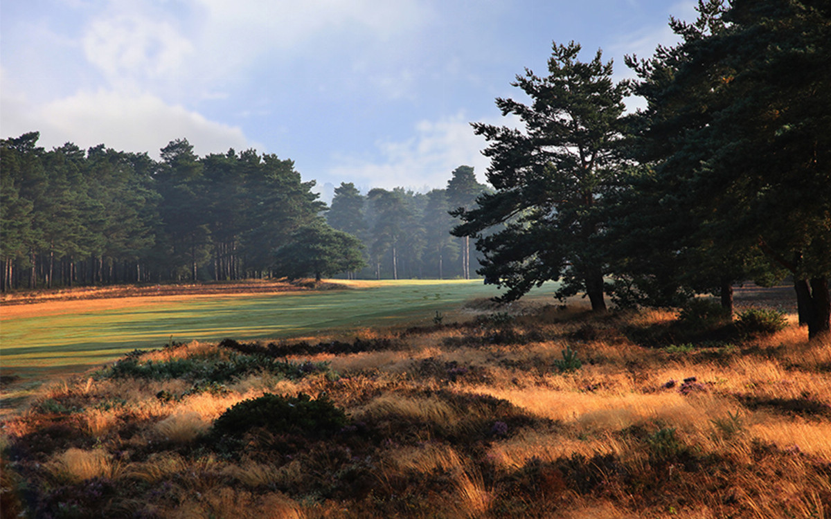 Hankley Common