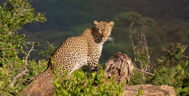 Best of South Africa Escorted Golf & Safari